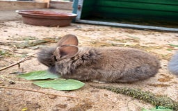 Lionhead rabbits for sale: Rabbits for sale  - Image 9