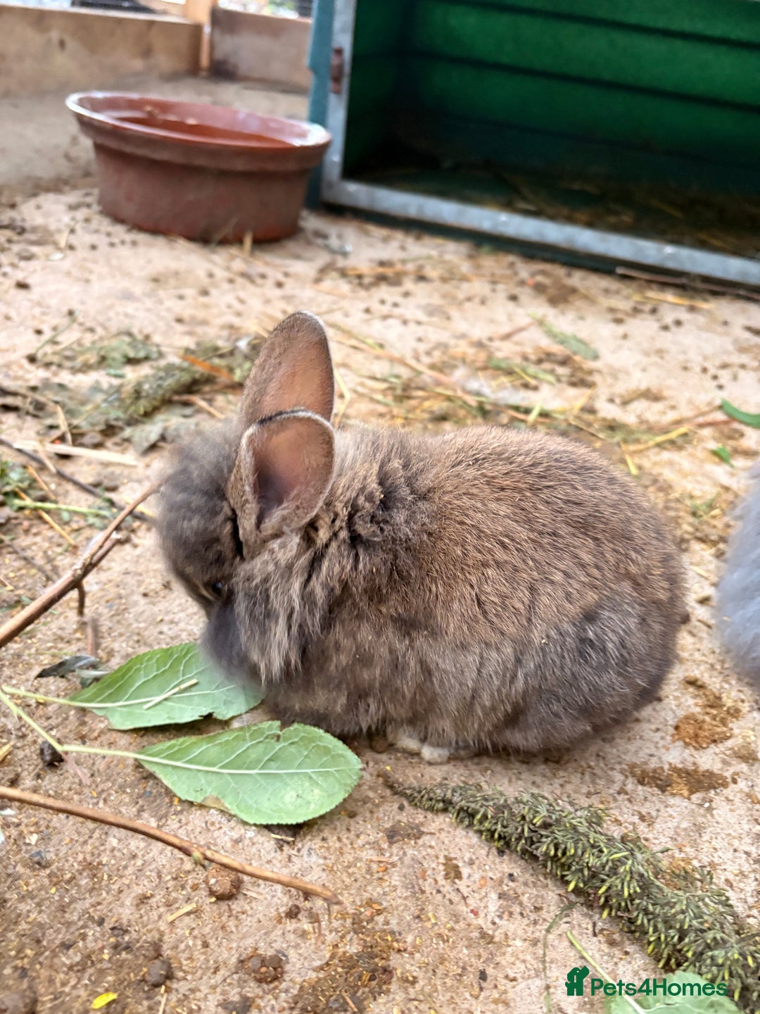 Lionhead rabbits for sale: Rabbits for sale  - Image 9