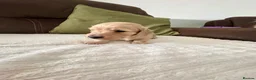 Miniature Dachshund dogs for sale: Miniature Longhaired Dachshund Puppies  - Advert 4