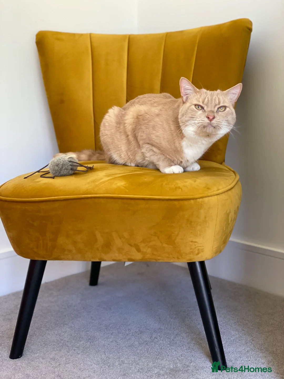 British Shorthair cats for sale: Rehoming our lovely lad Alfie - Advert 4
