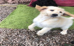 Goldendoodle dogs for sale: Golden Doodle Pups ready for their forever homes - Image 3