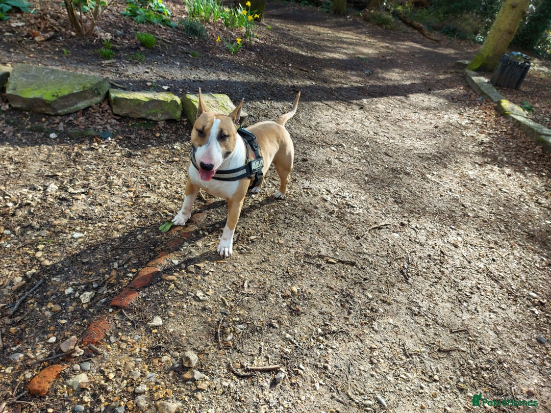 English Bull Terrier dogs for stud: Quality Kc Registered Red & White in Southampton - Advert 12