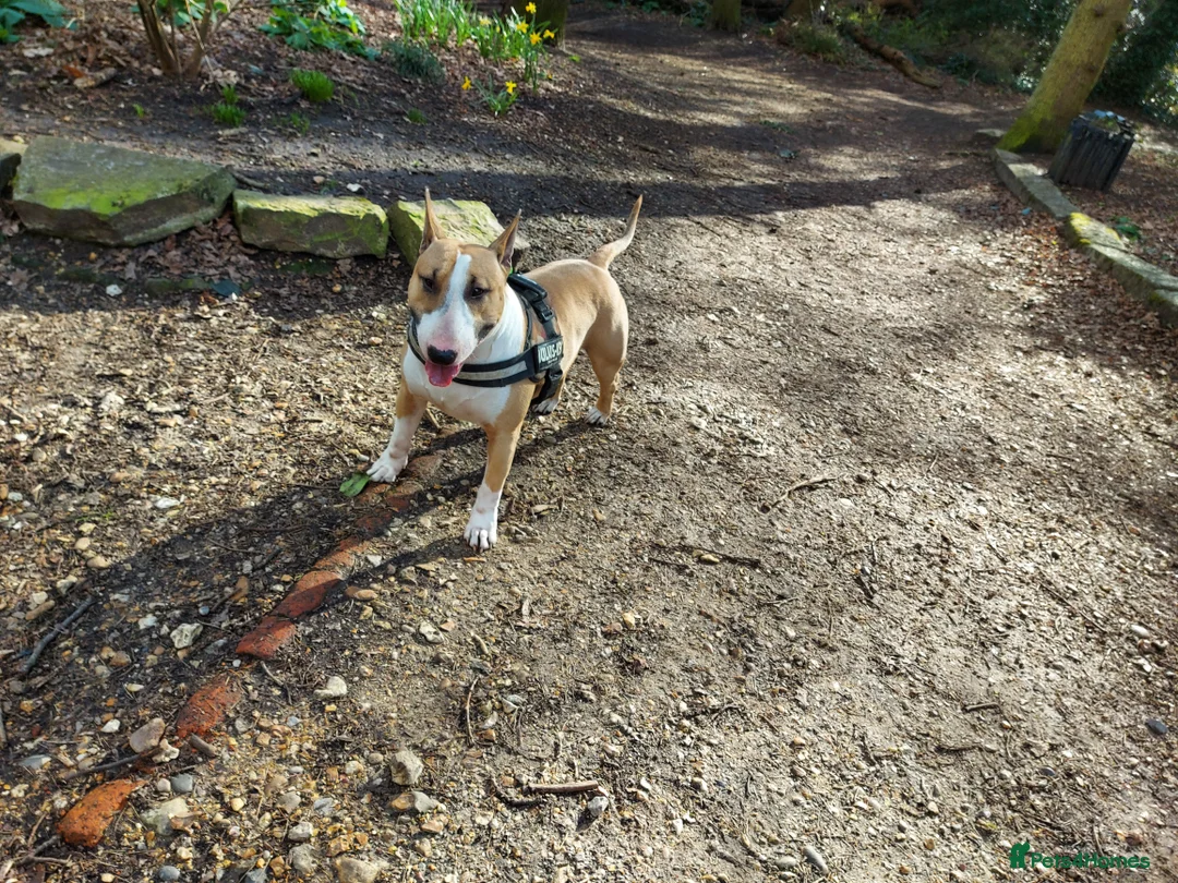 English Bull Terrier dogs for stud: Quality Kc Registered Red & White in Southampton - Advert 12