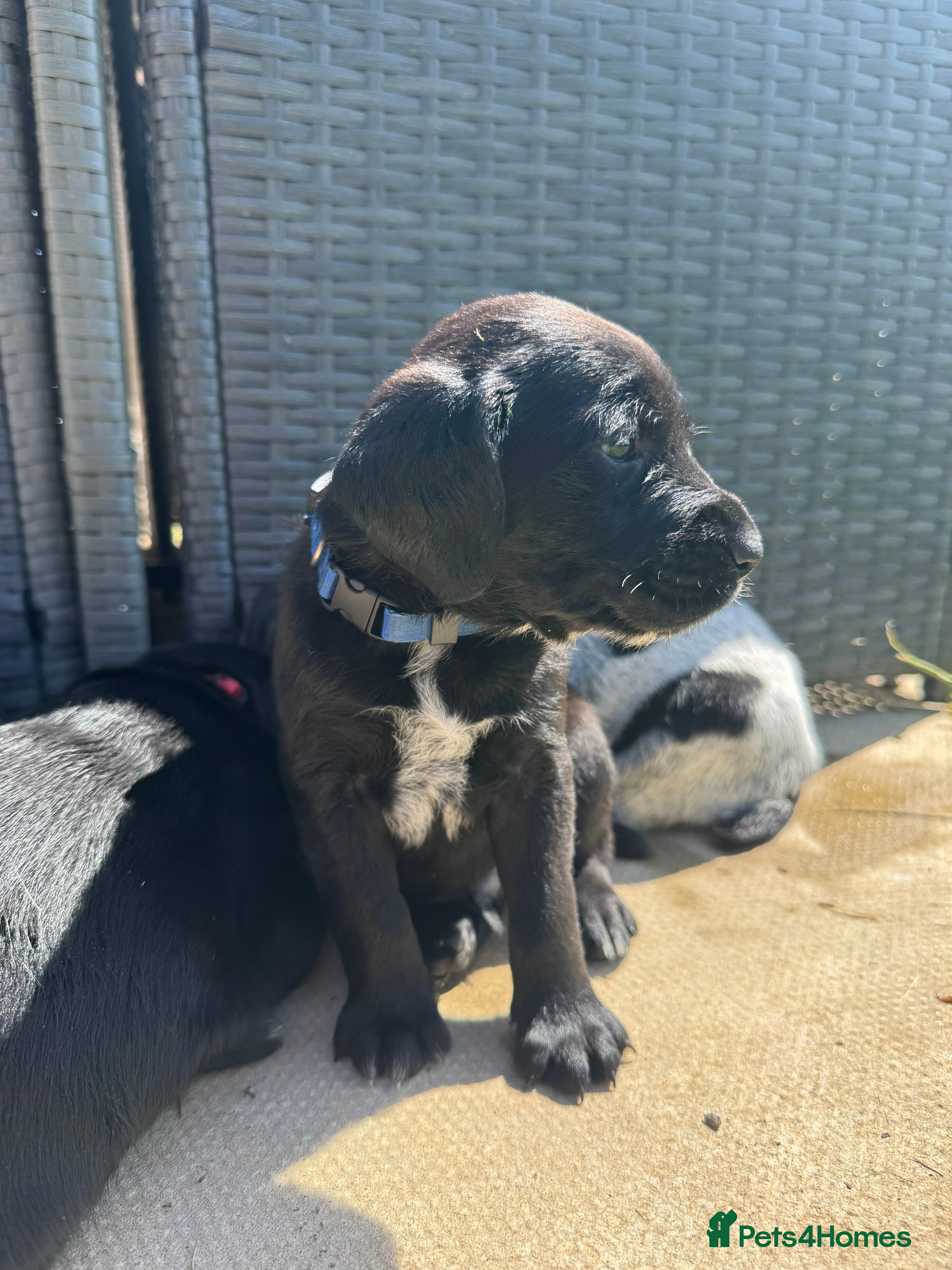 Mixed Breed dogs Beautiful litter of working GWPxLab puppies - Advert 2
