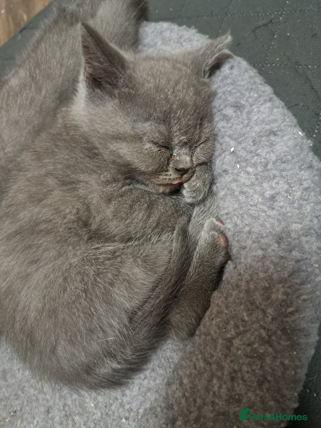 British Shorthair cats for sale: BSH + SFS KITTENS ARE READY TO GO NOW - Advert 8