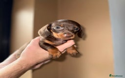 Miniature Dachshund dogs for sale: 🩷💙Stunning KC Mini Dachshund Puppies💙 - Image 8