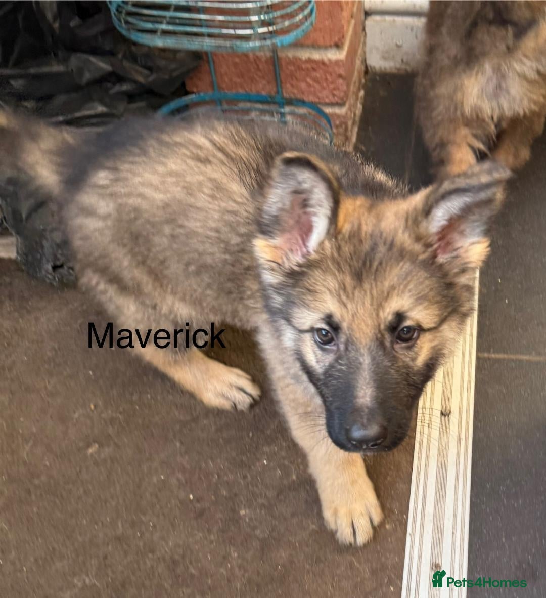 German Shepherd dogs for sale: German shepherd pups - Advert 14