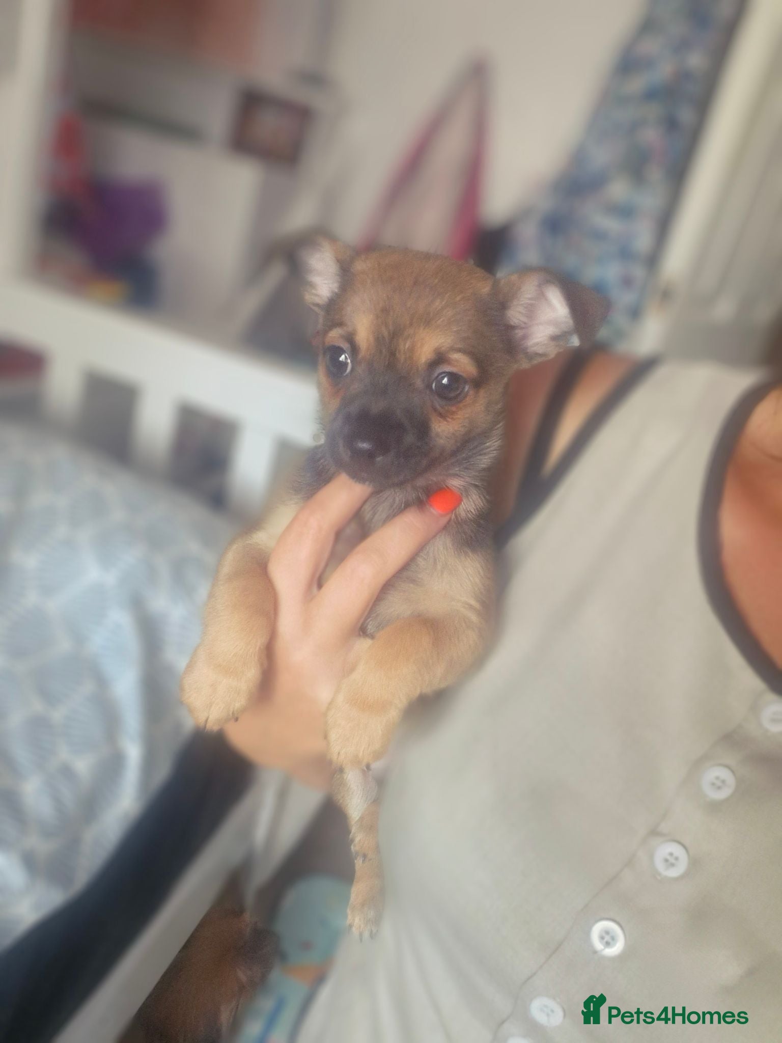 Pomchi dogs Only one left 💙 - Advert 10