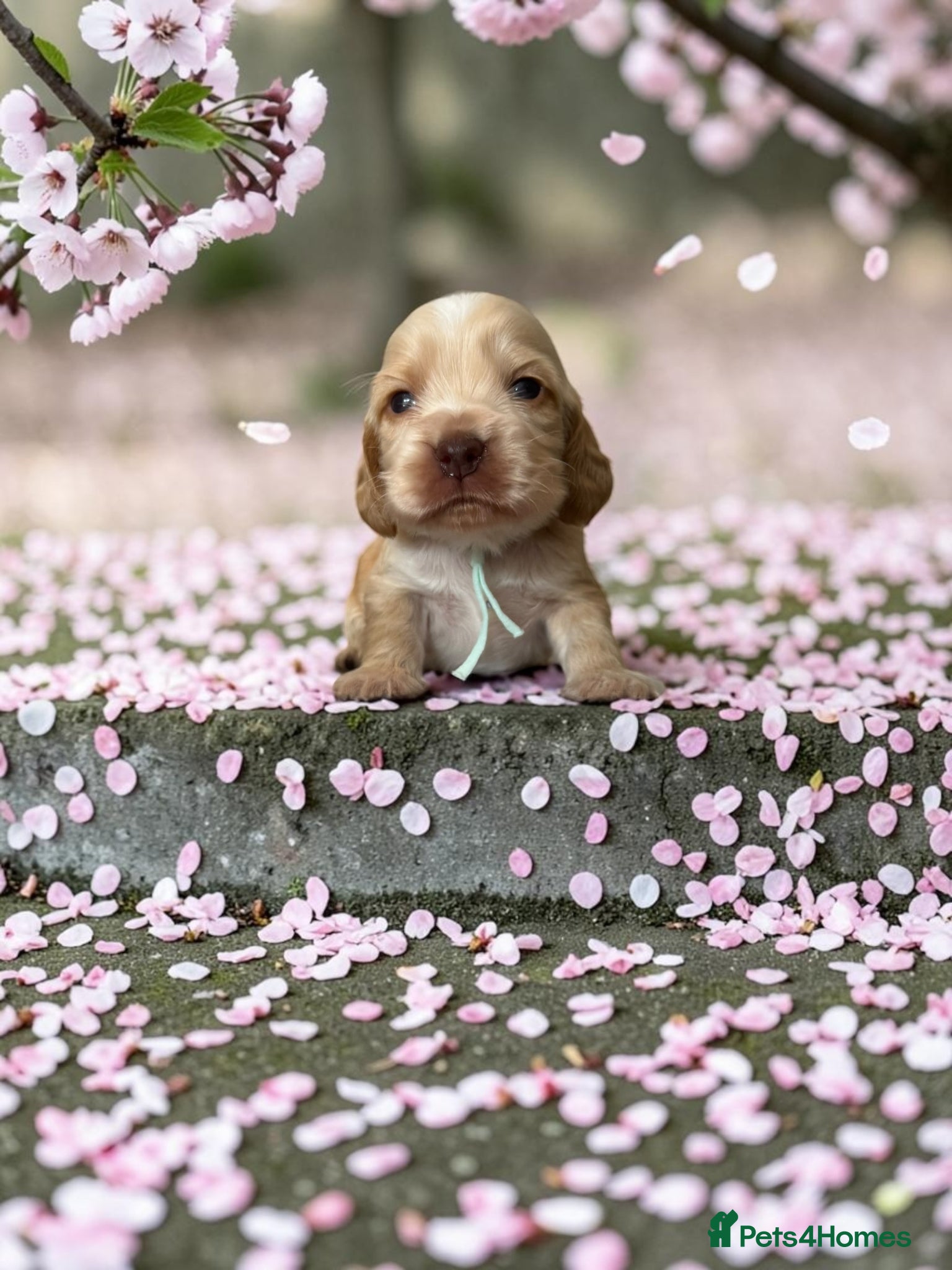 Cocker Spaniel dogs ❤️Only one stunning gold boy remaining❤️ - Advert 2