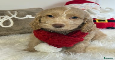 Cockapoo dogs - Advert 1