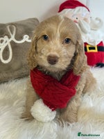 Cockapoo dogs - Advert 1