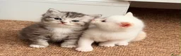 Mixed Breed cats for sale: Gorgeous British Short Hair mixed with Ragdoll in Enfield - Advert 2
