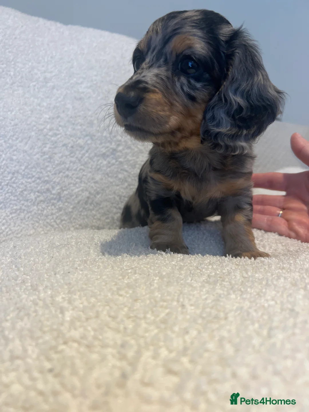 Miniature Dachshund dogs for sale: Silver Dapple & Tan Miniature Dachshund  - Advert 2