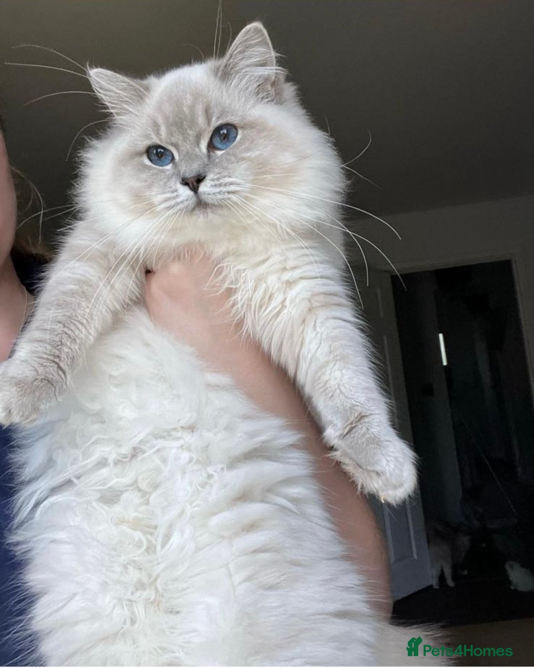 Ragdoll cats for sale: European champion lines girl for sale  - Advert 1
