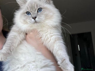 Ragdoll cats for sale: European champion lines girl for sale - Advert 1
