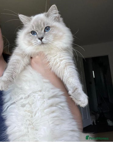 Ragdoll cats European champion lines girl for sale - Advert 1