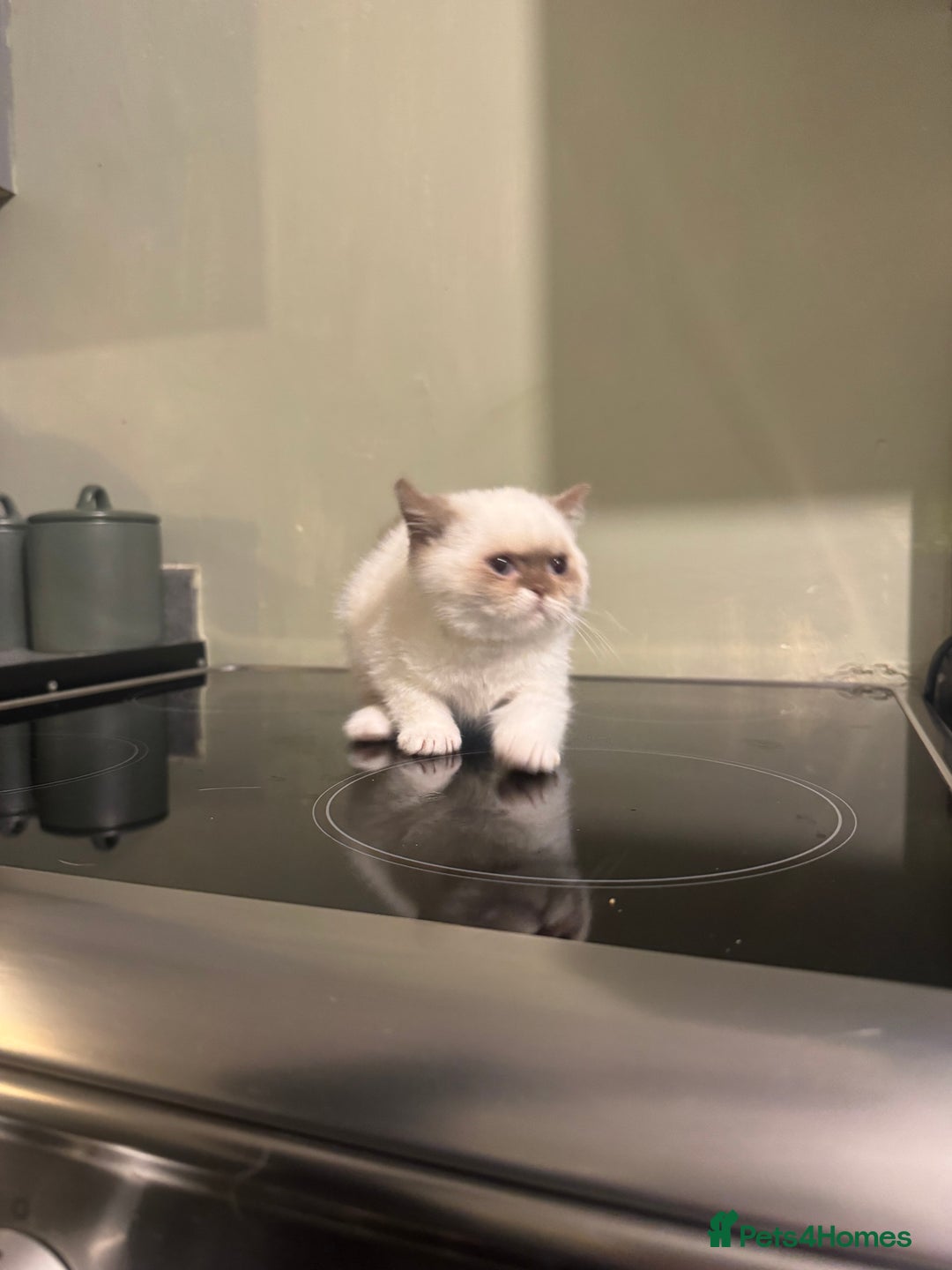 British Shorthair cats for sale: Cinnamon bi colour colourpoint  - Advert 7