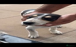 Mixed Breed dogs for sale: Foxhound/Lurcher Female Puppy - Image 7