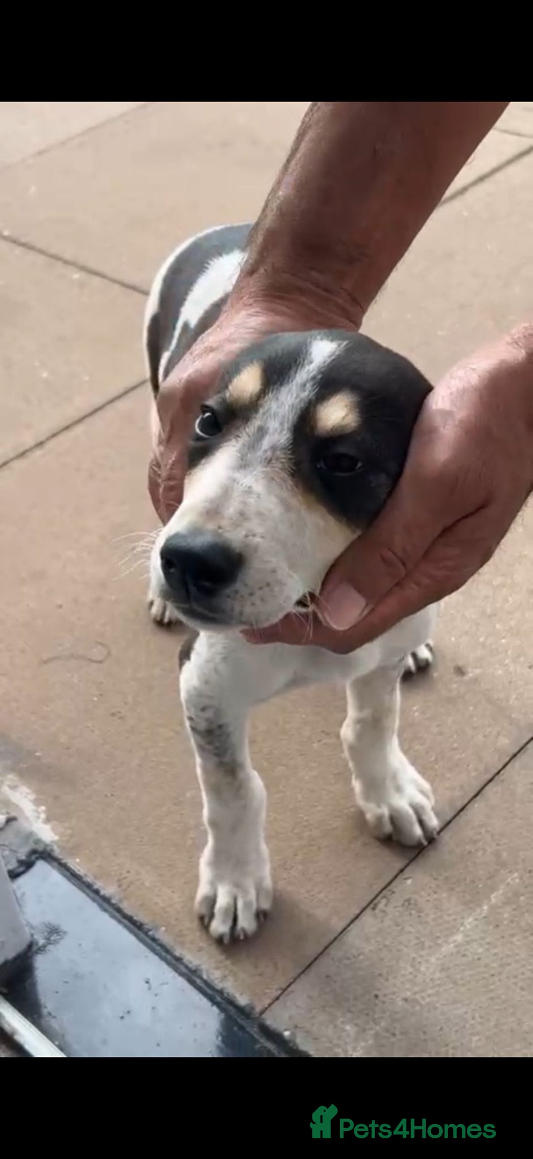 Mixed Breed dogs for sale: Foxhound/Lurcher Female Puppy - Image 7