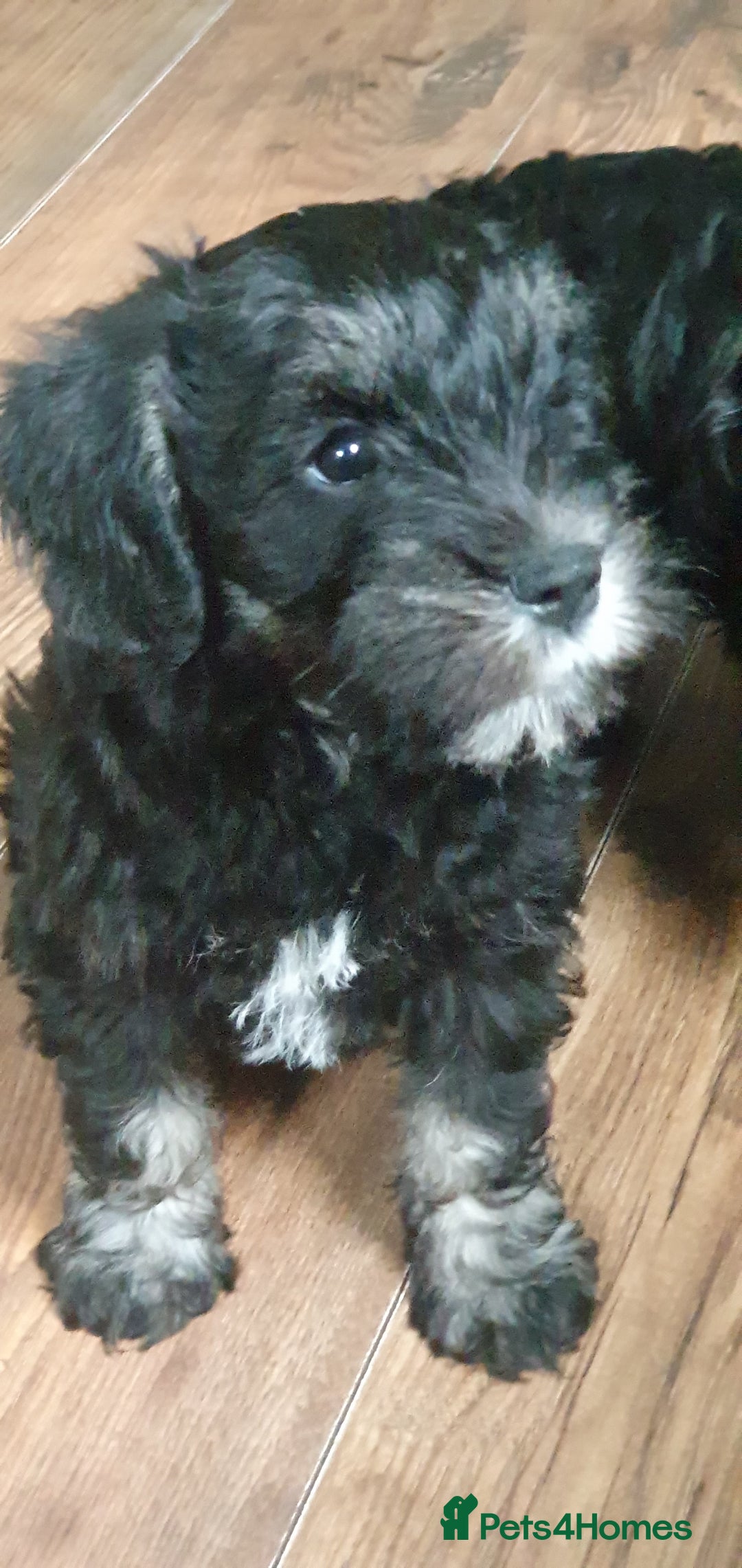 Mixed Breed dogs for sale: SCHNOODLE PUPPIES  - Image 4