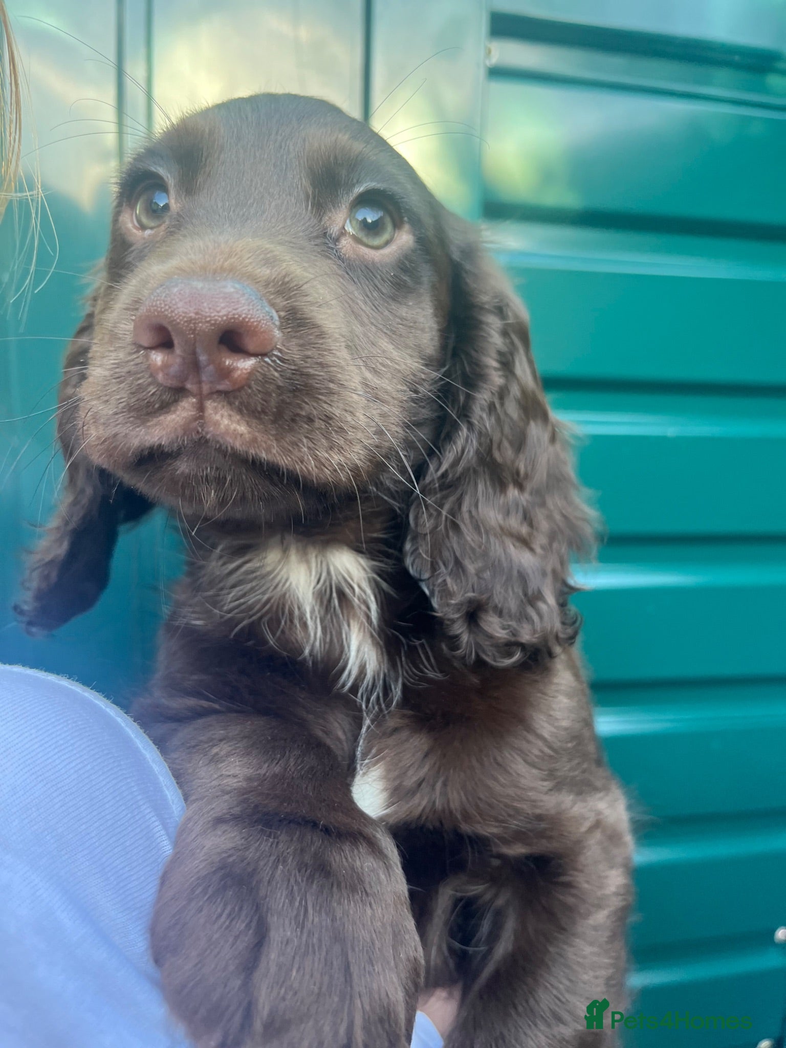 Sprocker dogs 7 Sprocker Puppies  - Advert 12
