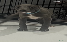 Whippet dogs for sale: 9 weeksold blue whippets ready to leave  - Image 16
