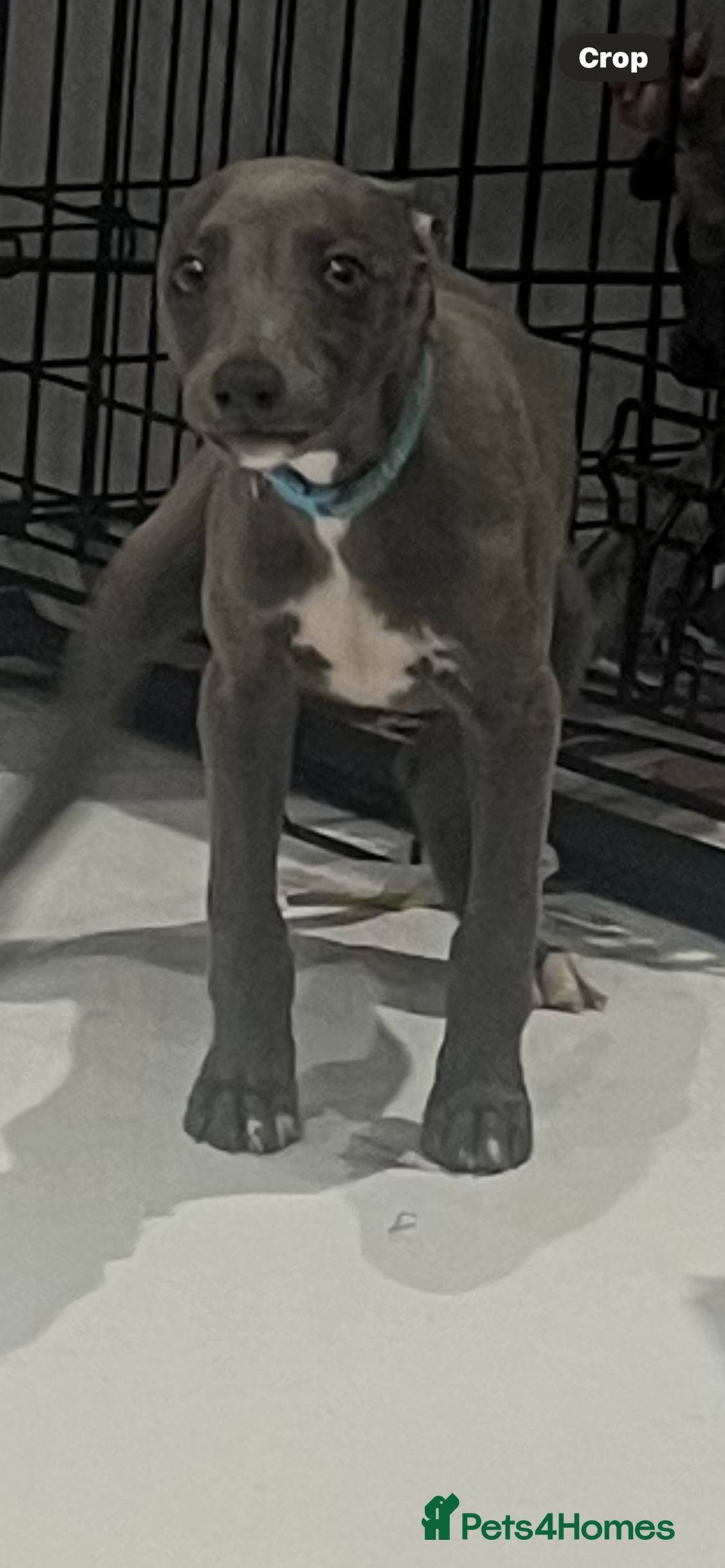 Whippet dogs for sale: 9 weeksold blue whippets ready to leave  - Image 16