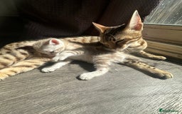 Bengal cats for sale: Snow Mink/Brown Rossette Blue Eyed Bengals - Image 17