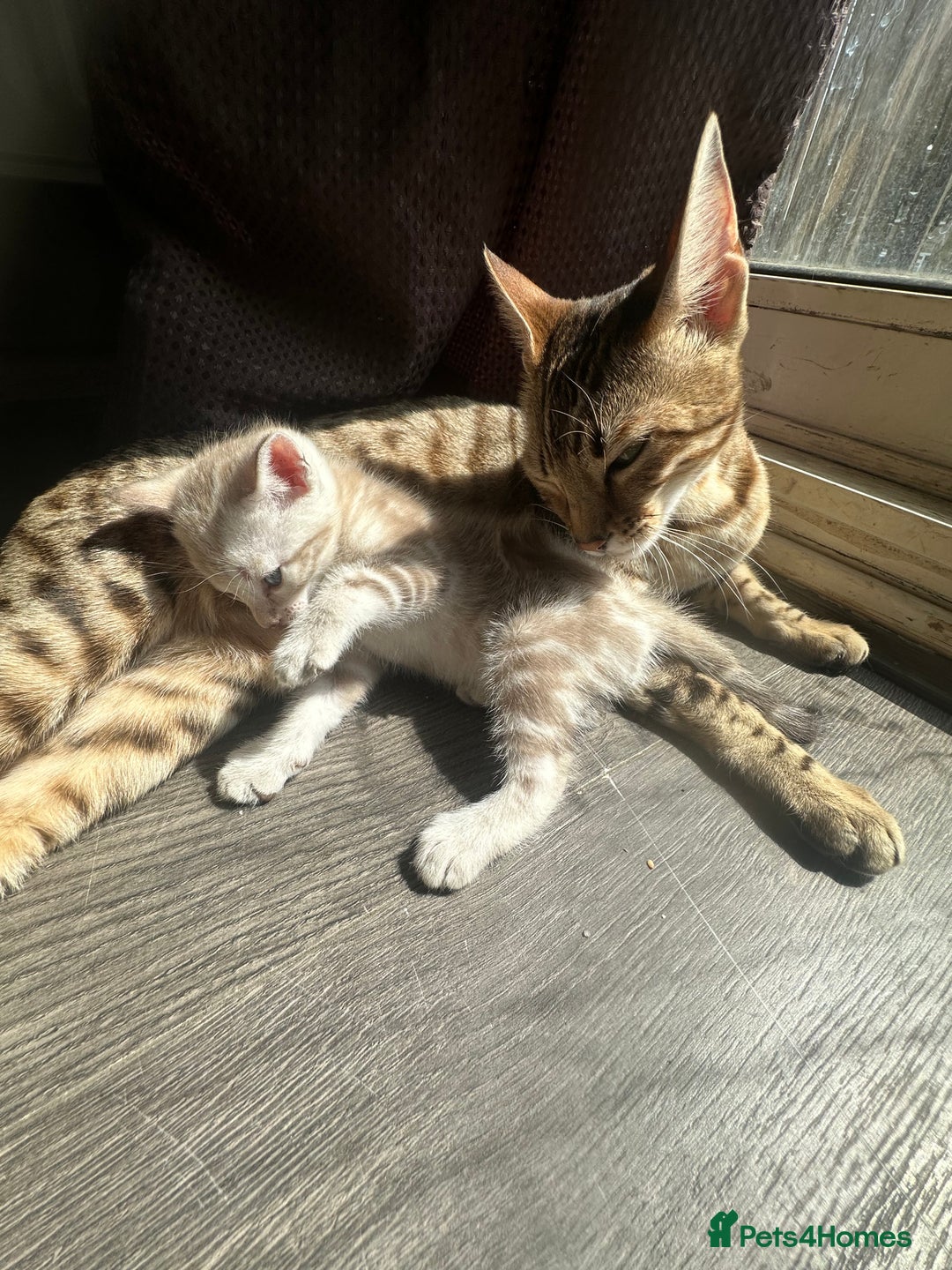 Bengal cats for sale: Snow Mink/Brown Rossette Blue Eyed Bengals - Image 17