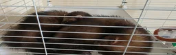 Ferret rodents for sale: 2 male ferrets for sale in Llantwit Major - Advert 4