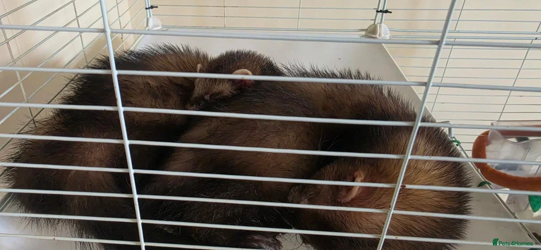 Ferret rodents for sale: 2 male ferrets for sale in Llantwit Major - Advert 4
