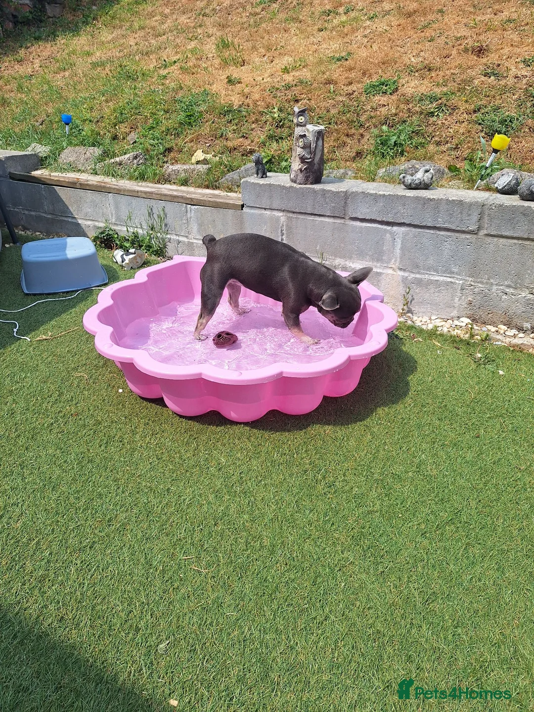 French Bulldog dogs for sale: French Bulldog 6 months old  in Plymouth - Advert 2