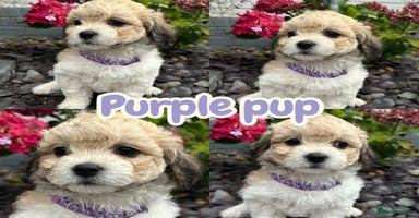 Mixed Breed dogs - Advert 6