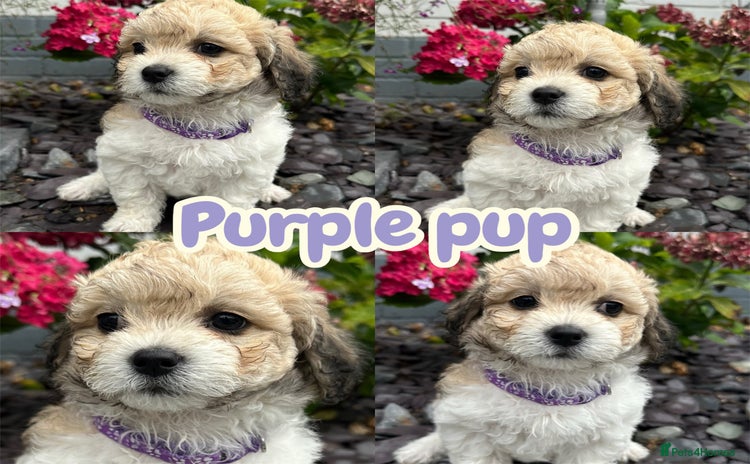 Mixed Breed dogs - Advert 11