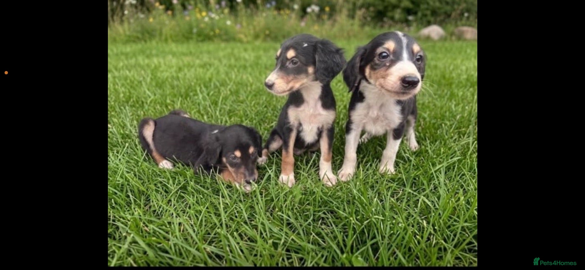 Saluki dogs Saluki puppy s  - Advert 1