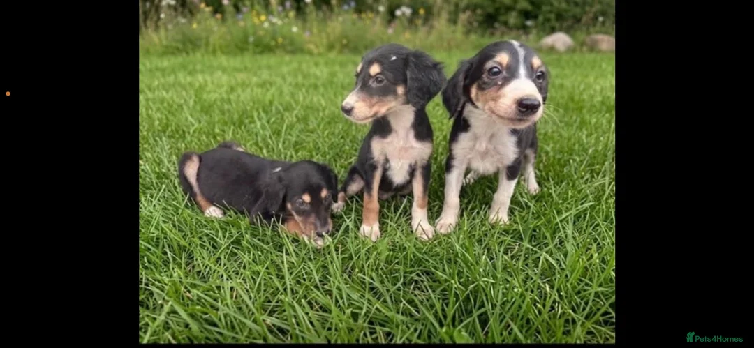 Saluki dogs for sale: Saluki puppy s  - Advert 1