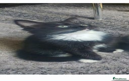 Mixed Breed cats for sale: Beautiful Black & White Tuxedo Kittens - Image 7