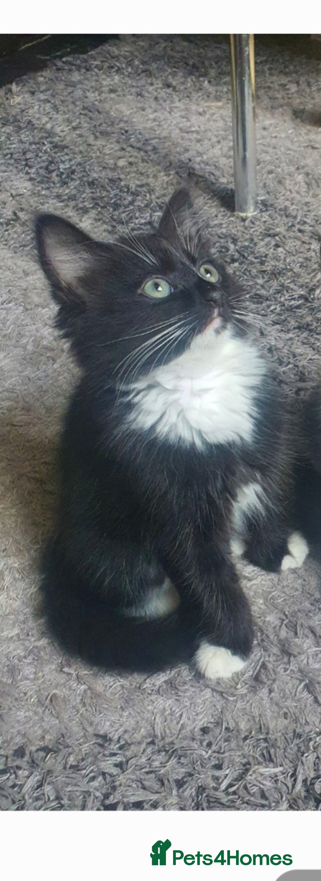 Mixed Breed cats for sale: Beautiful Black & White Tuxedo Kittens - Image 7