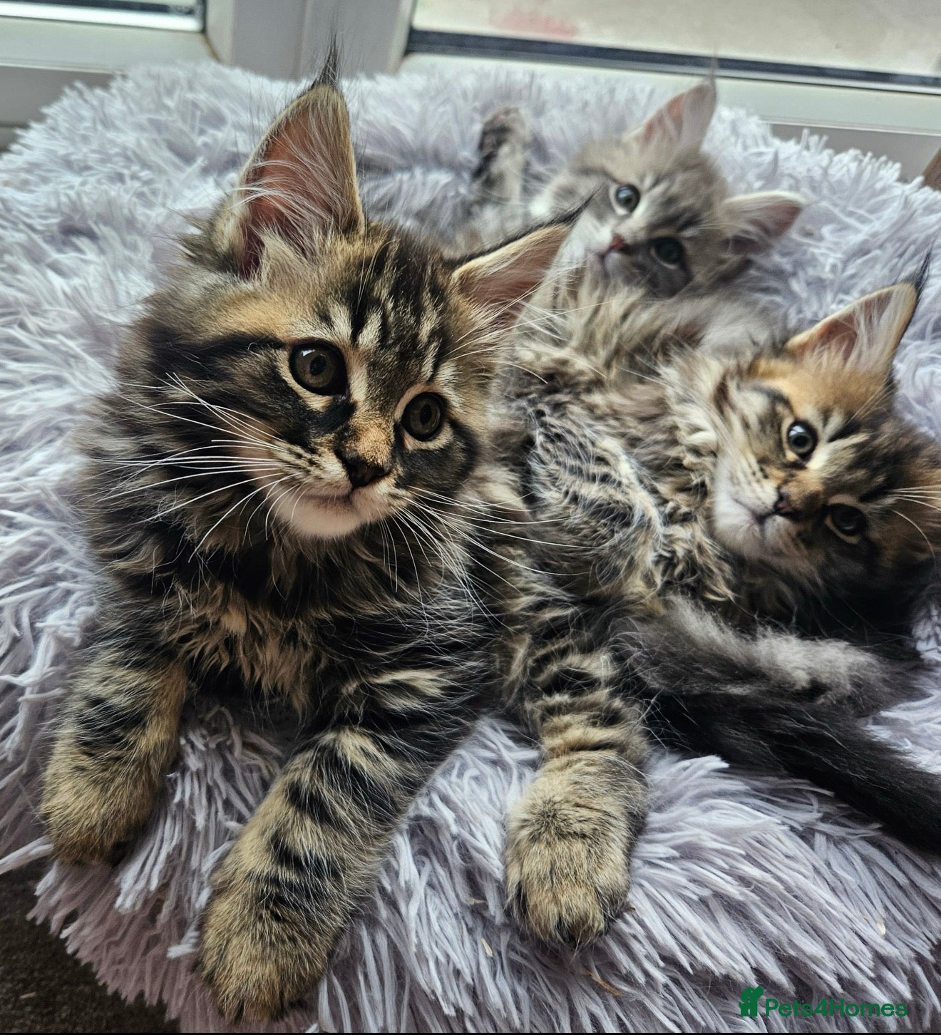 Maine Coon cats Main Coon mixd kittens in Richmond  - Advert 16