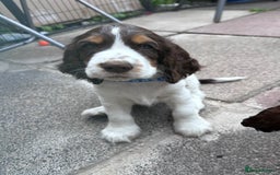 Cocker Spaniel dogs for sale: KC Registered Show Cocker Spaniel Puppies  - Image 2