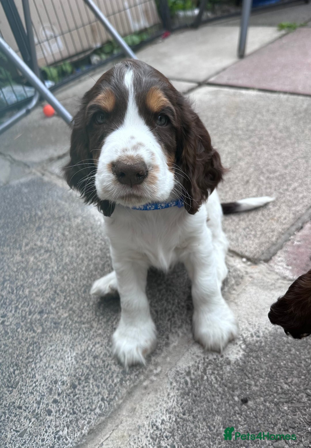 Cocker Spaniel dogs for sale: KC Registered Show Cocker Spaniel Puppies  - Image 2
