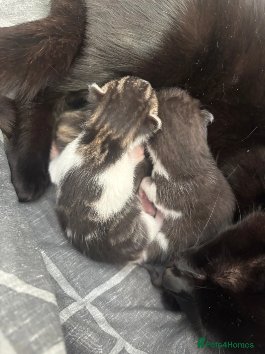 British Shorthair cats for sale: Three kittens for sale  - Advert 4