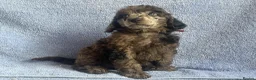 Miniature Poodle dogs for sale: 🌟🌟5 star licenced breeder🌟🌟 - Advert 20