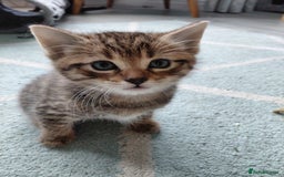 Maine Coon cats for sale: Kittens for sale half main coon - Image 29