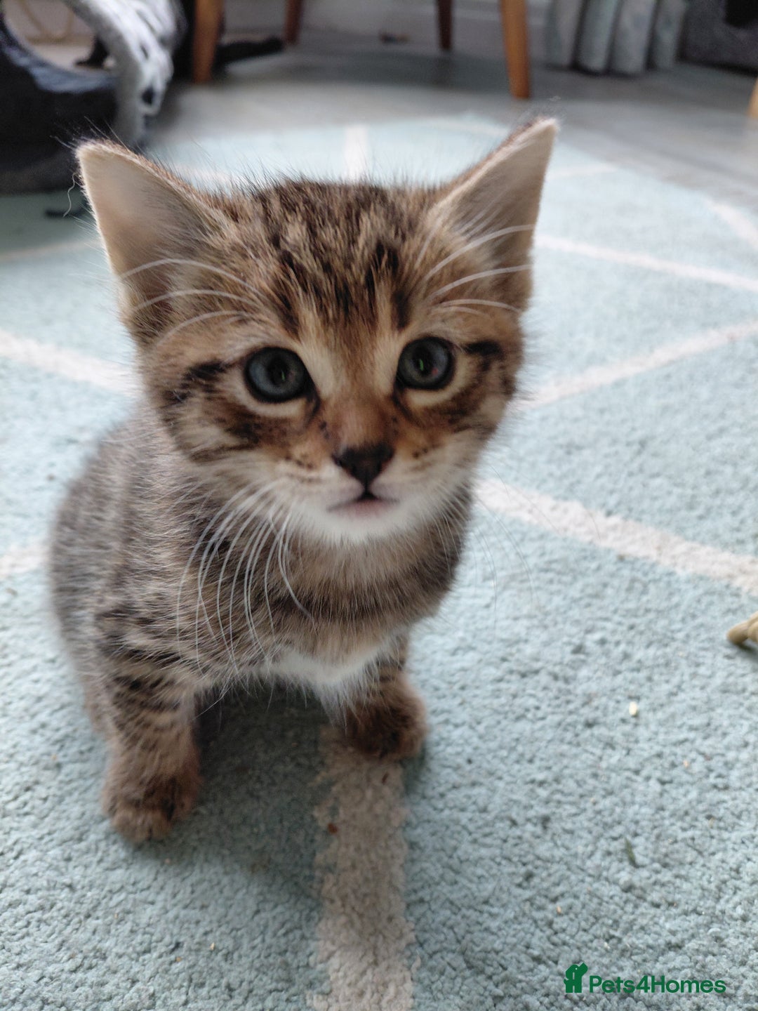 Maine Coon cats for sale: Kittens for sale half main coon - Image 29