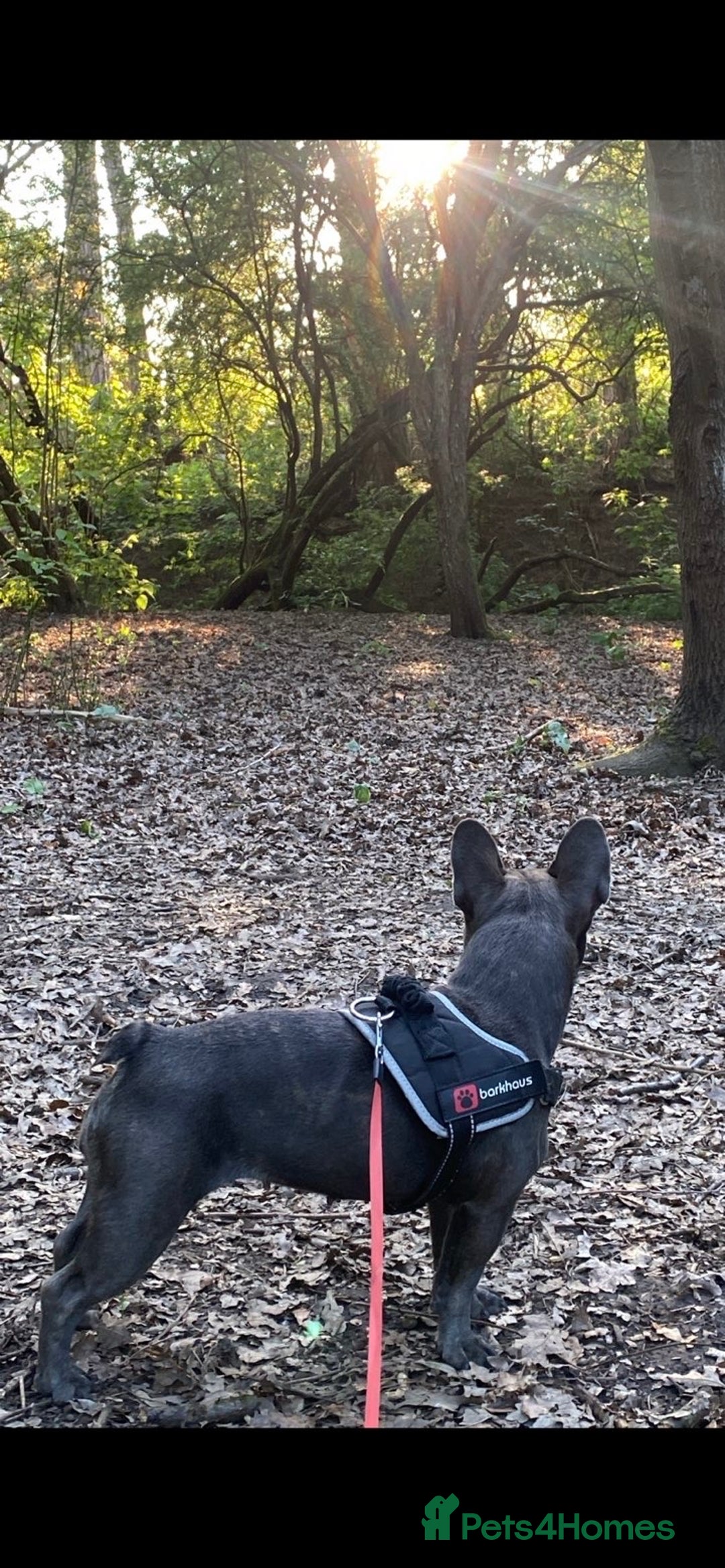 French Bulldog dogs for sale: Female French bulldog  - Image 3