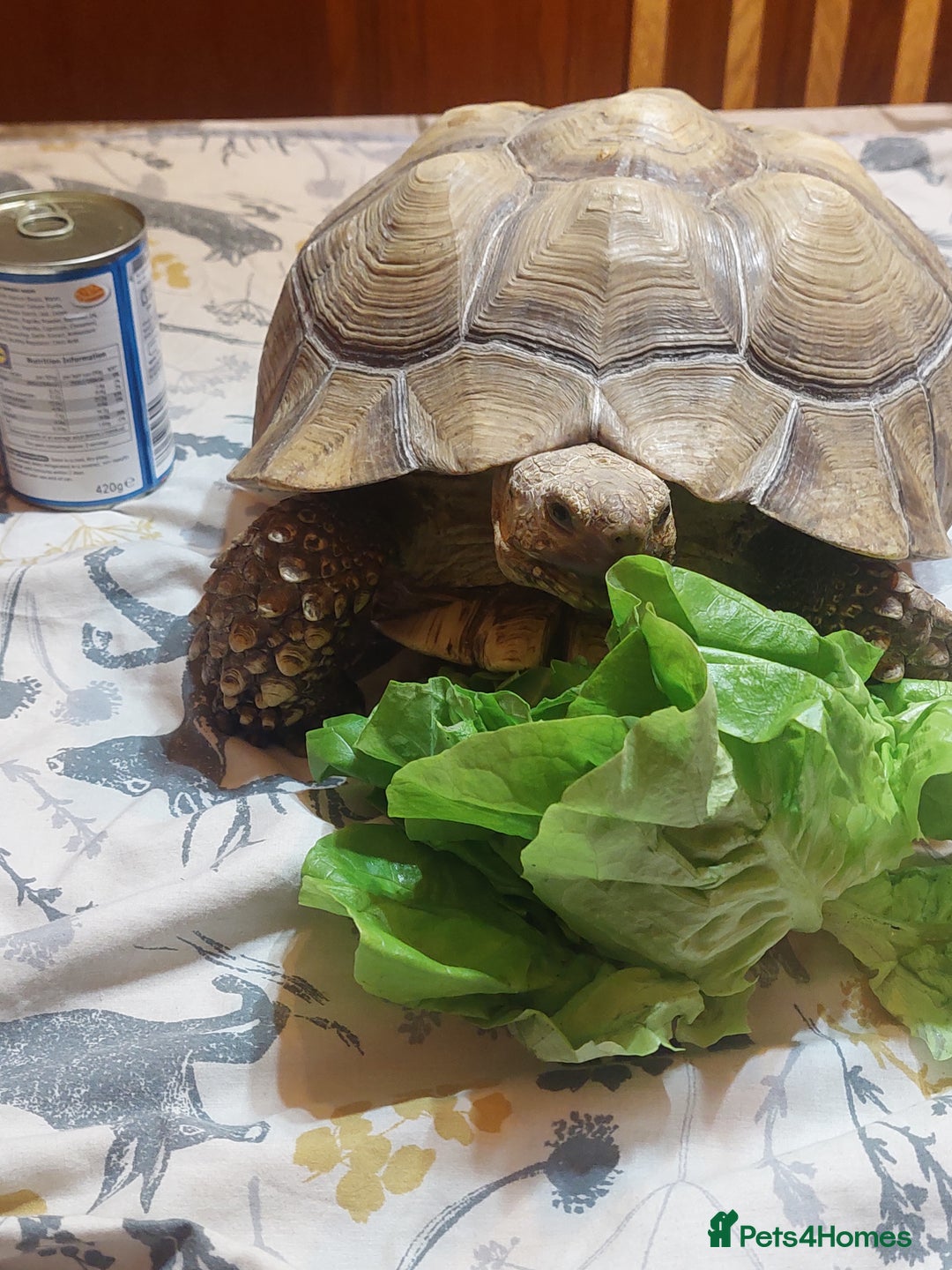 Tortoise reptiles for sale: Large Female Sulcata Tortoise - Advert 4