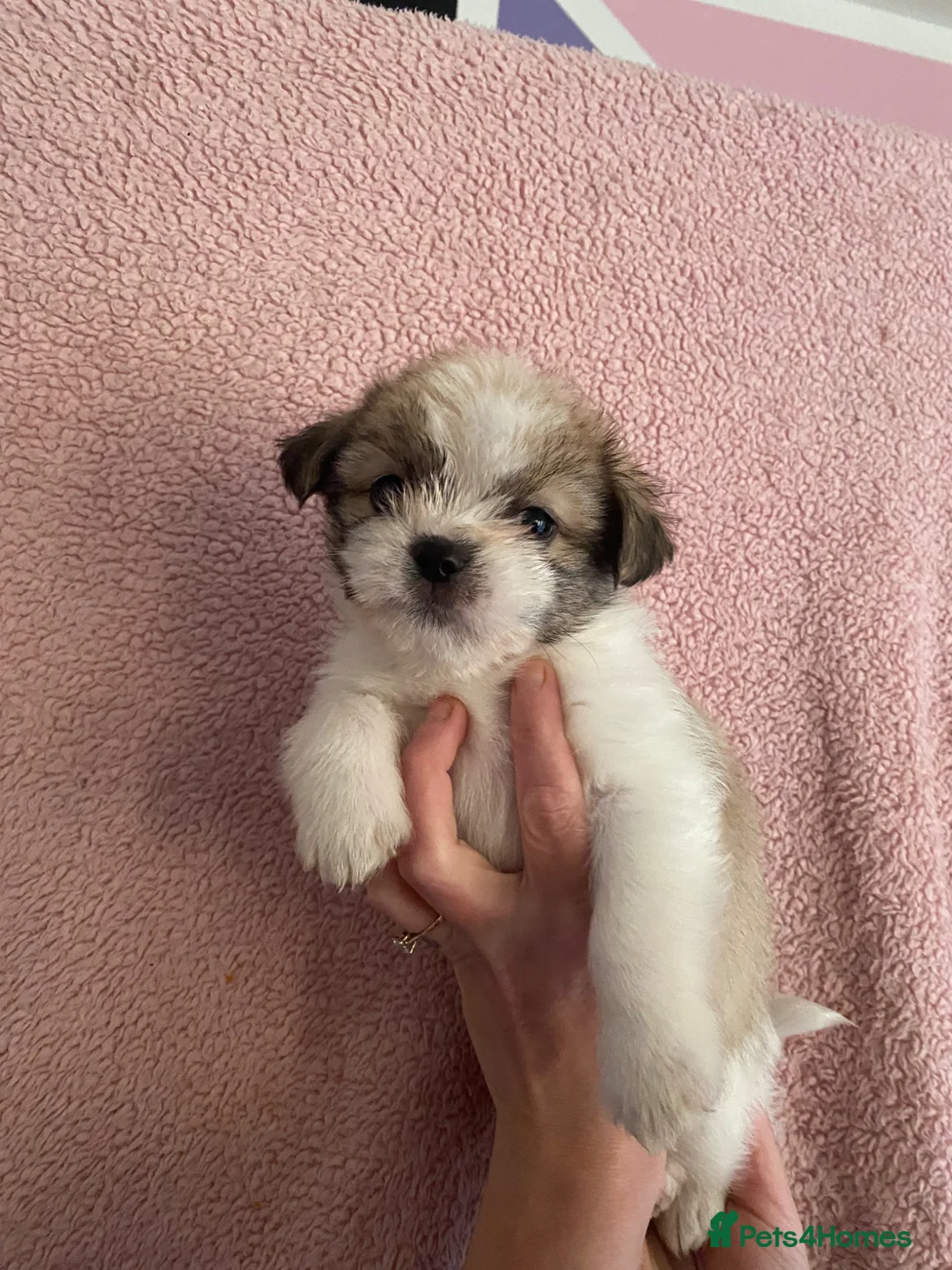 Maltipoo dogs for sale: Adorable tiny maltipoo puppies  - Advert 2