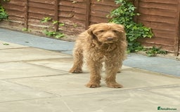 Labradoodle dogs for sale: Labradoodle boy 2 years old  - Advert 1