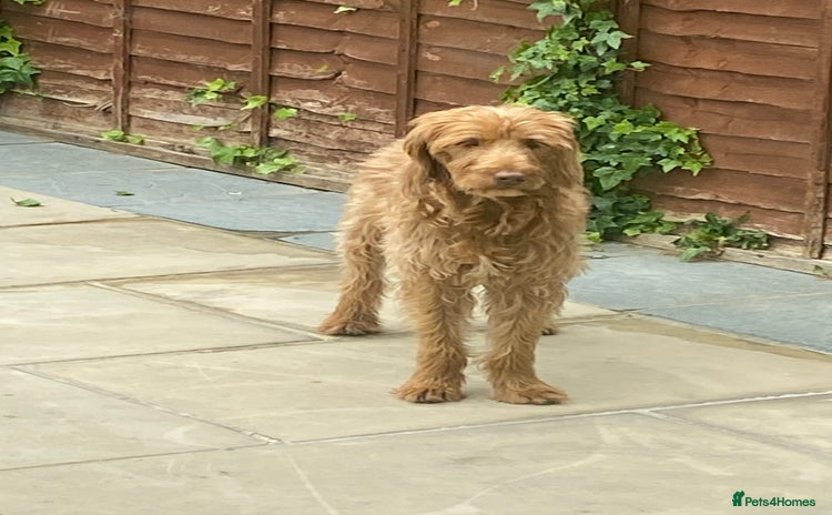 Labradoodle dogs Labradoodle boy 2 years old  - Advert 1